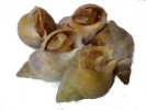 JADE WHELK