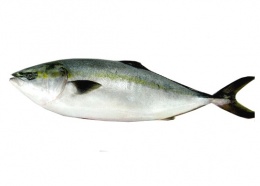新鮮日本油甘魚(抄碼) (CS11) 新鮮日本油甘魚(抄碼) (CS11)