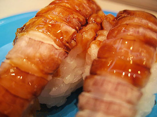 Mantis Shrimp